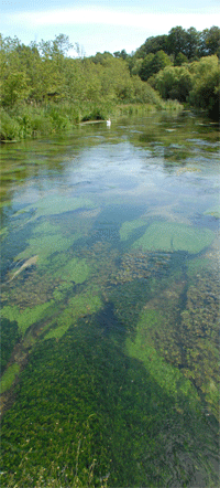 The River Itchen in July showing luxuriant growth of Ranunculus and Callitriche  crop to fit down the side