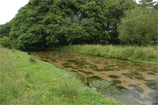 The Bere Stream in Dorset