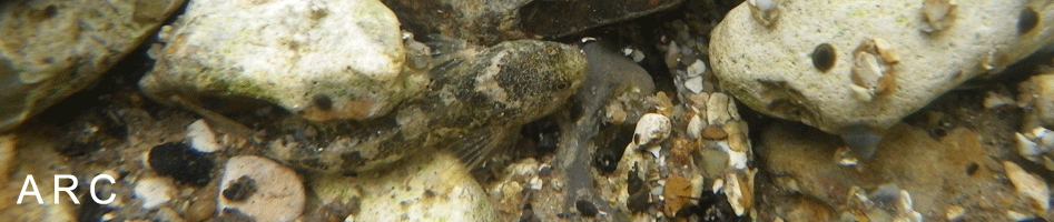 On the bed of the Bere Stream, a bullhead (<i>Cottus gobio</i>) amongst stones covered with <i>Agapetus fuscipes</i> and <i>Ancylus fluviatilis</i>