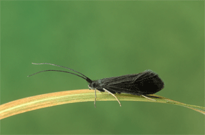 Adult stage of <i>Silo nigricornis</i>, a common caddis fly in UK chalk streams (Photo courtesy of Melvin Grey)